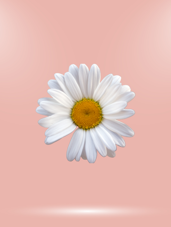 WHITE DAISY - IPHONE REFLECTIVE COVER - ROSE GOLD